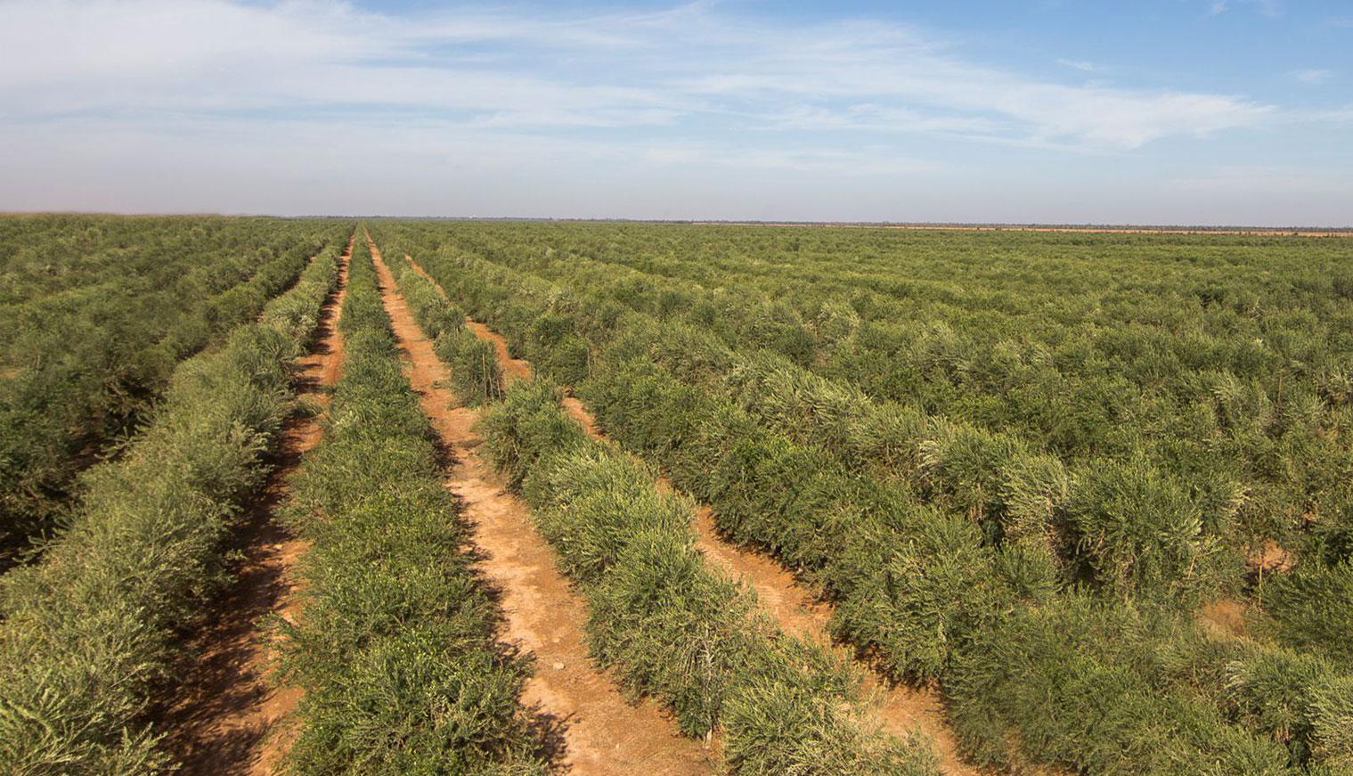 Olive Research Center