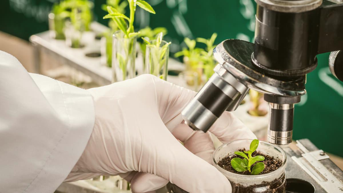 مركز أبحاث الزيتون